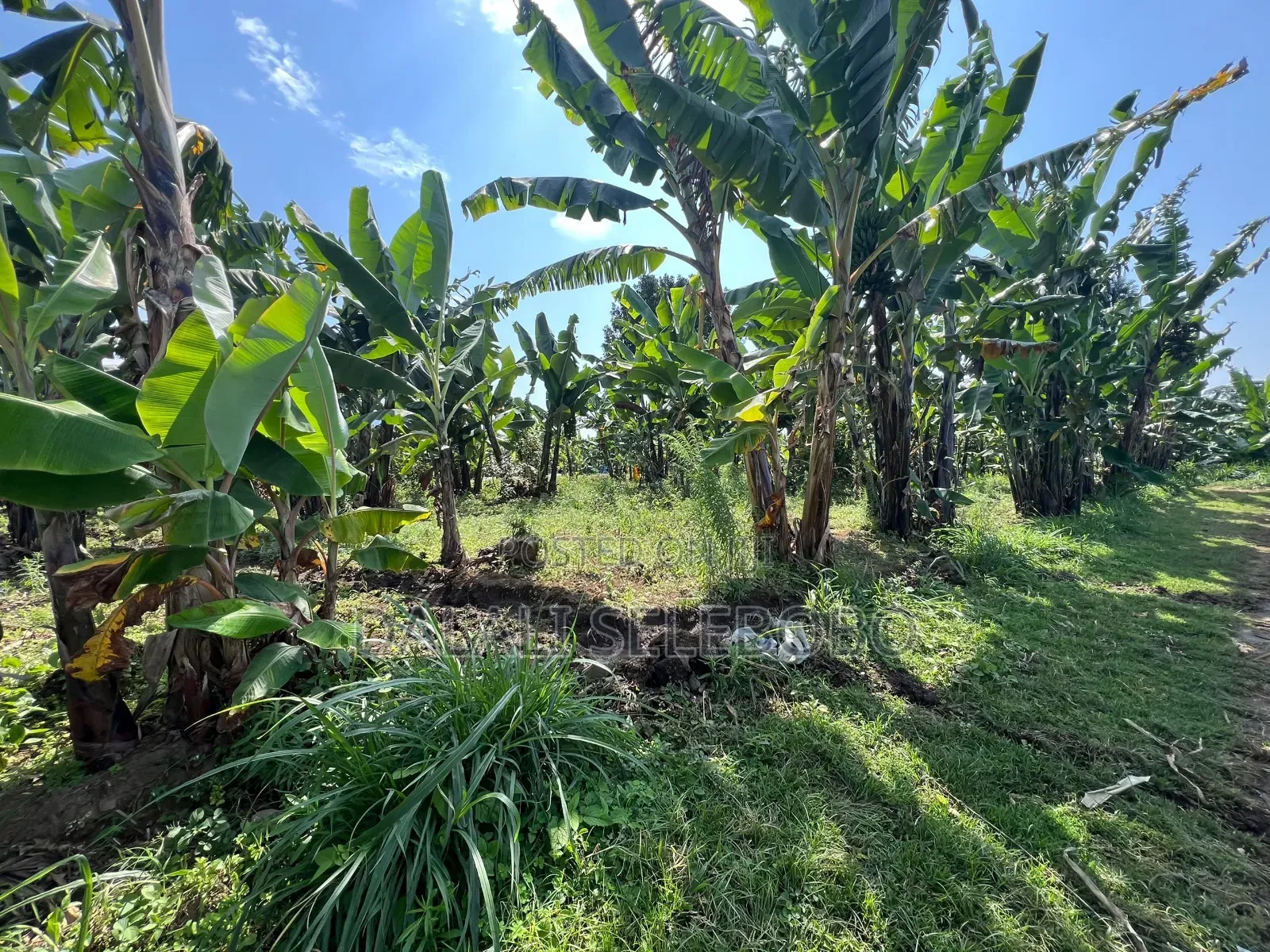 3hector Investment at Arusha Sangara in Arusha Chini