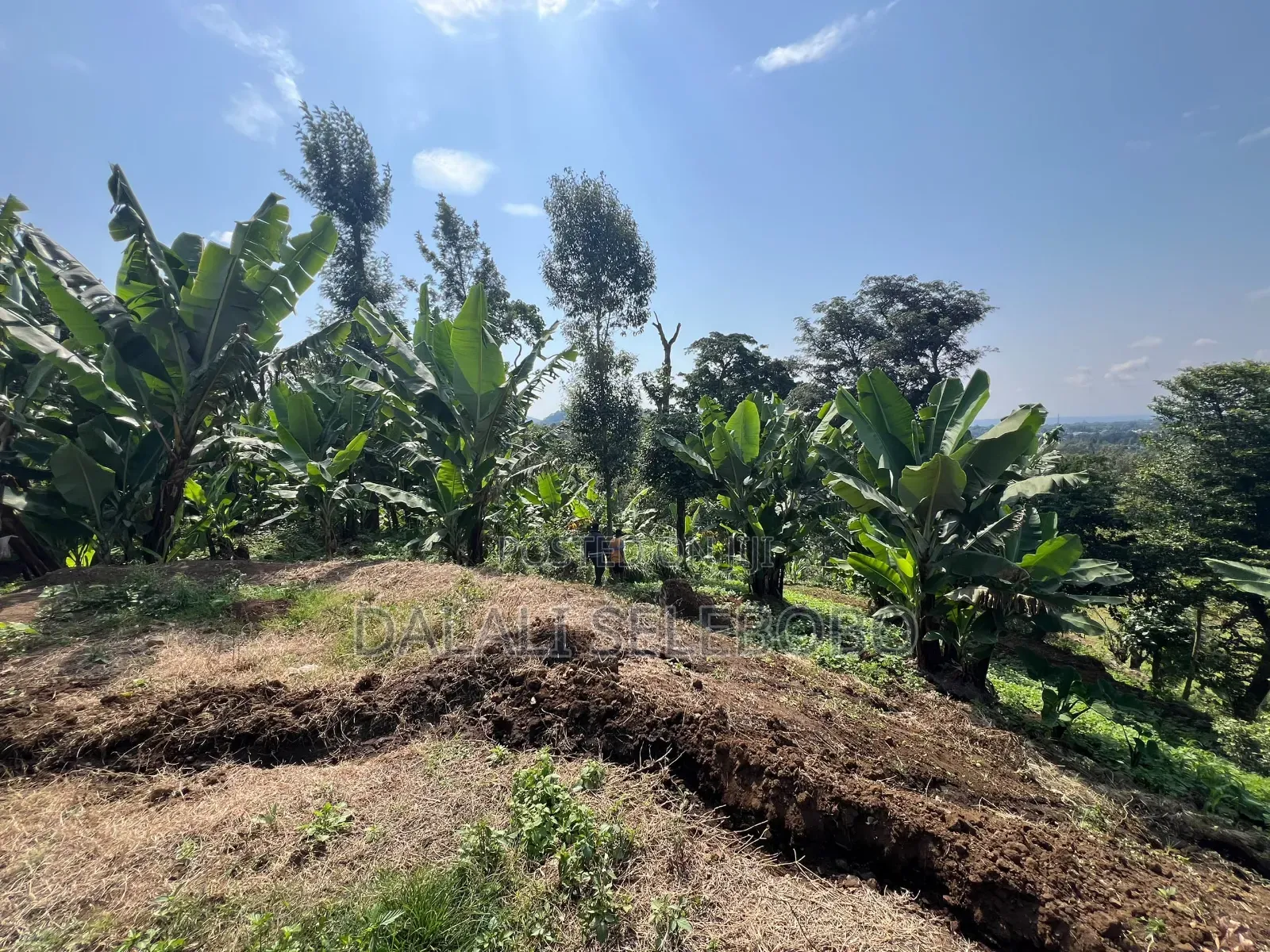 3hector Investment at Arusha Sangara in Arusha Chini