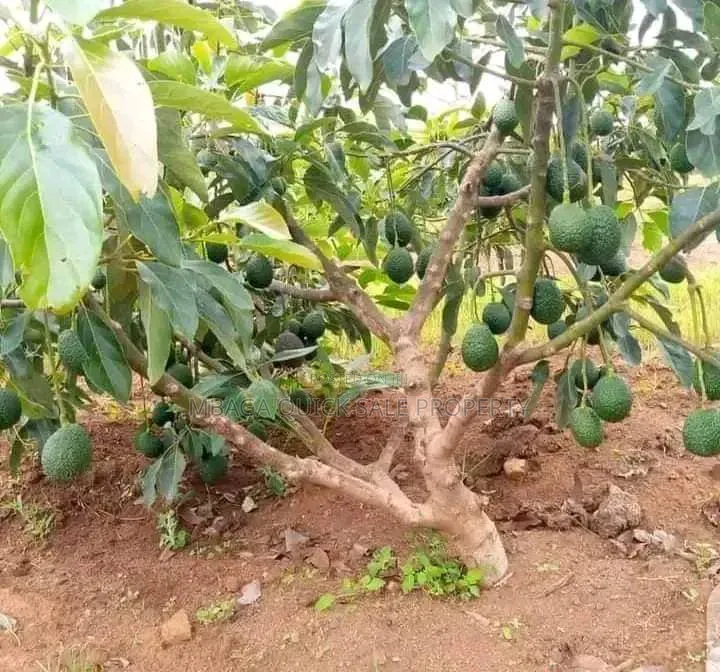 Avacado Farm for Sale at Njombe 200 Acres in Iwela