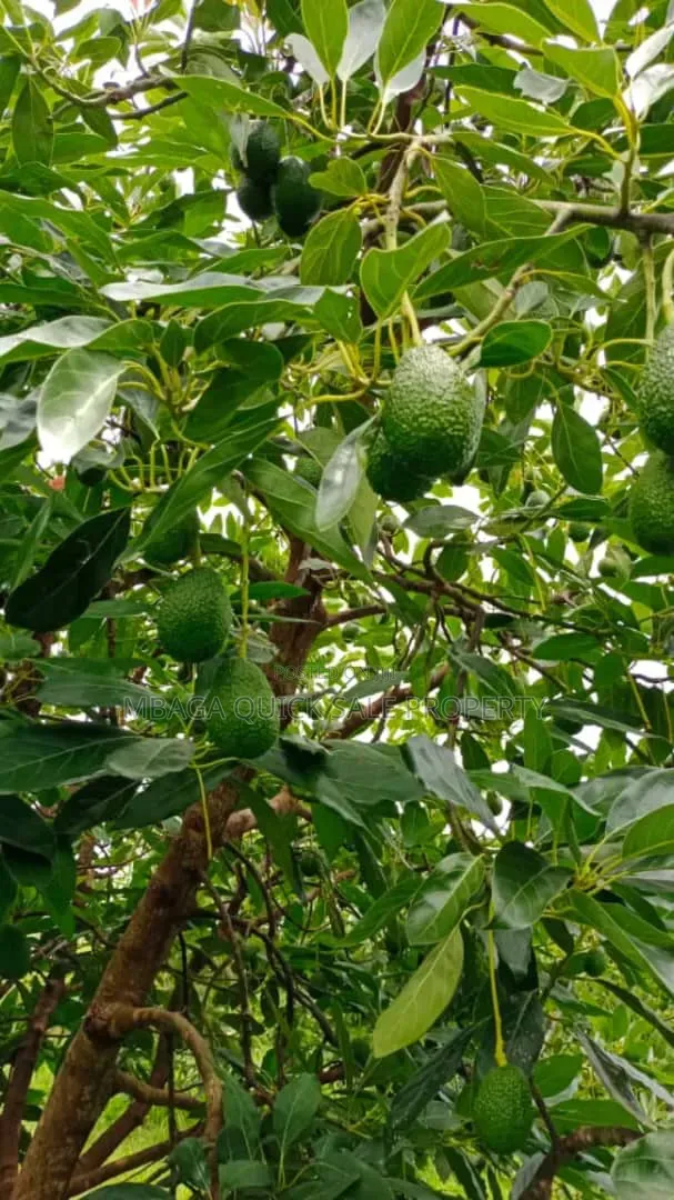 Avacado Farm for Sale at Njombe 200 Acres in Iwela
