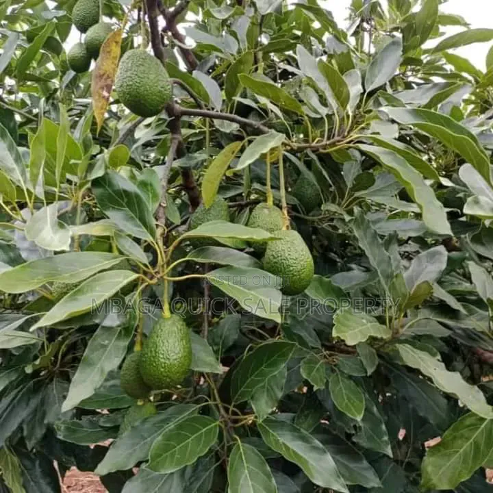 Avacado Farm for Sale at Njombe 200 Acres in Iwela
