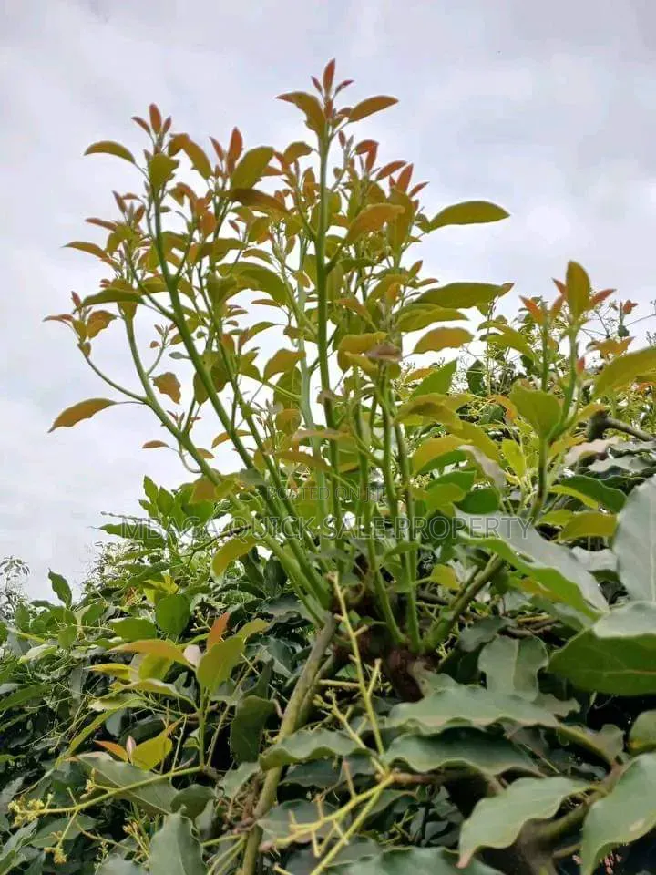 Avacado Farm for Sale at Njombe 200 Acres in Iwela