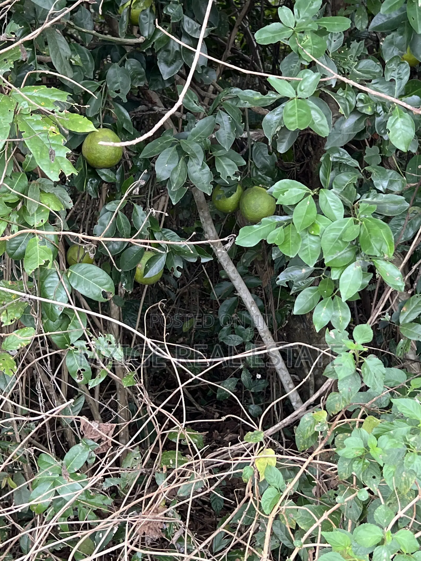 137 Acres of Agriculture Farm for Sale in Mhaga, Kisarawe in Kuruhi