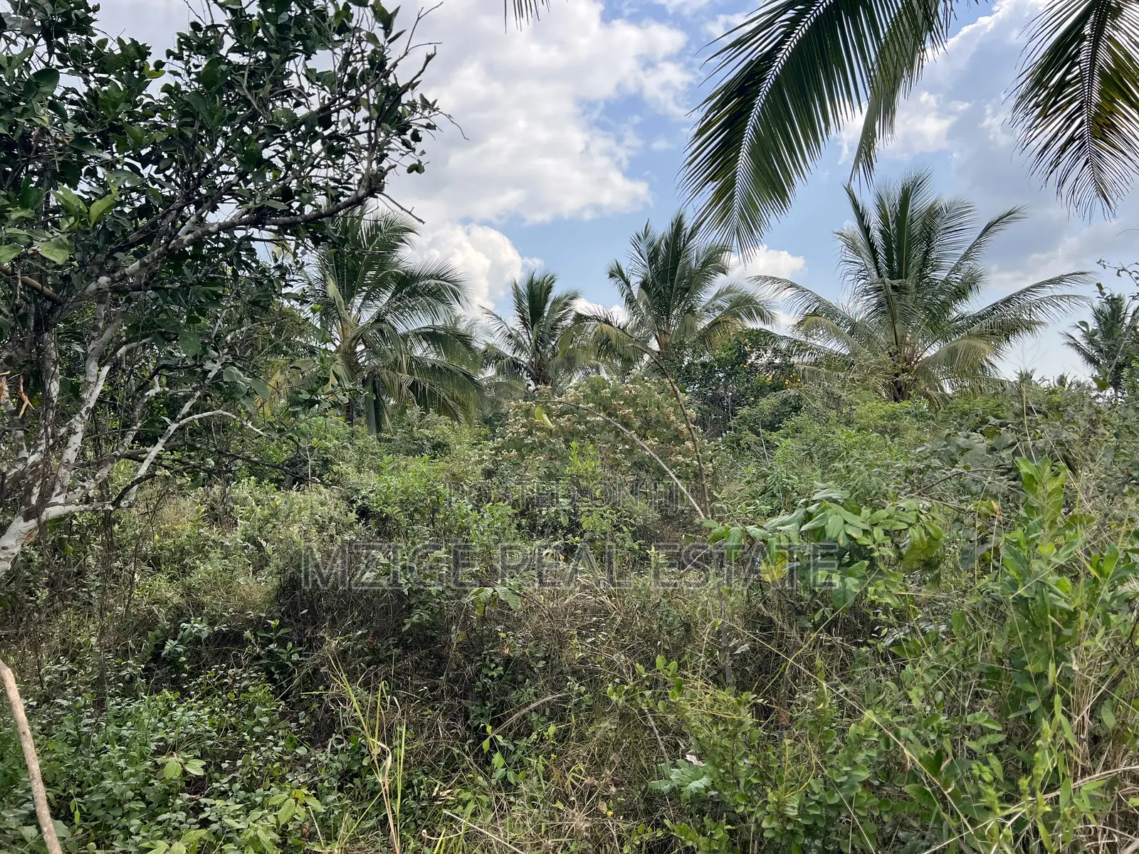 137 Acres of Agriculture Farm for Sale in Mhaga, Kisarawe in Kuruhi