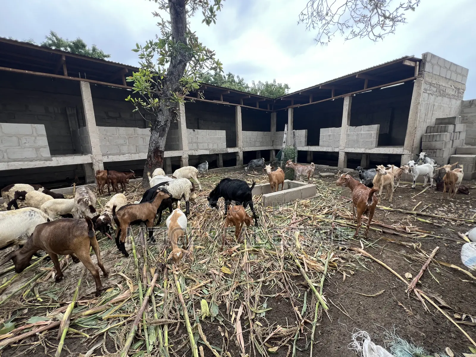 Eneo La Ekari Moja Linazuwa Kigamboni, Kibada Shangwe in Kigamboni