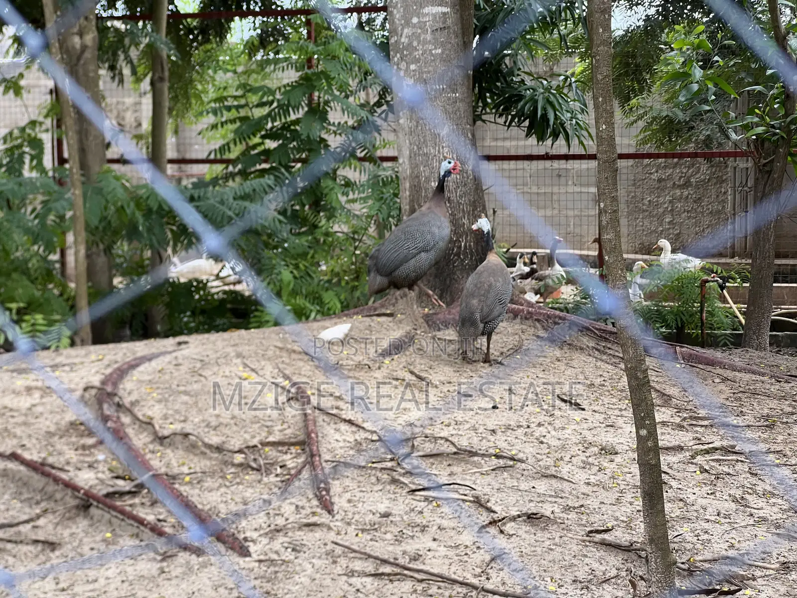 Eneo La Ekari Moja Linazuwa Kigamboni, Kibada Shangwe in Kigamboni