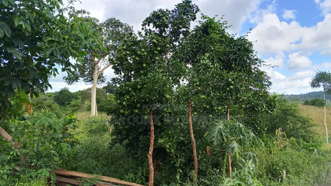 Farm With 20 Acres for Sale in Chalinze Mbwewe in Chalinze