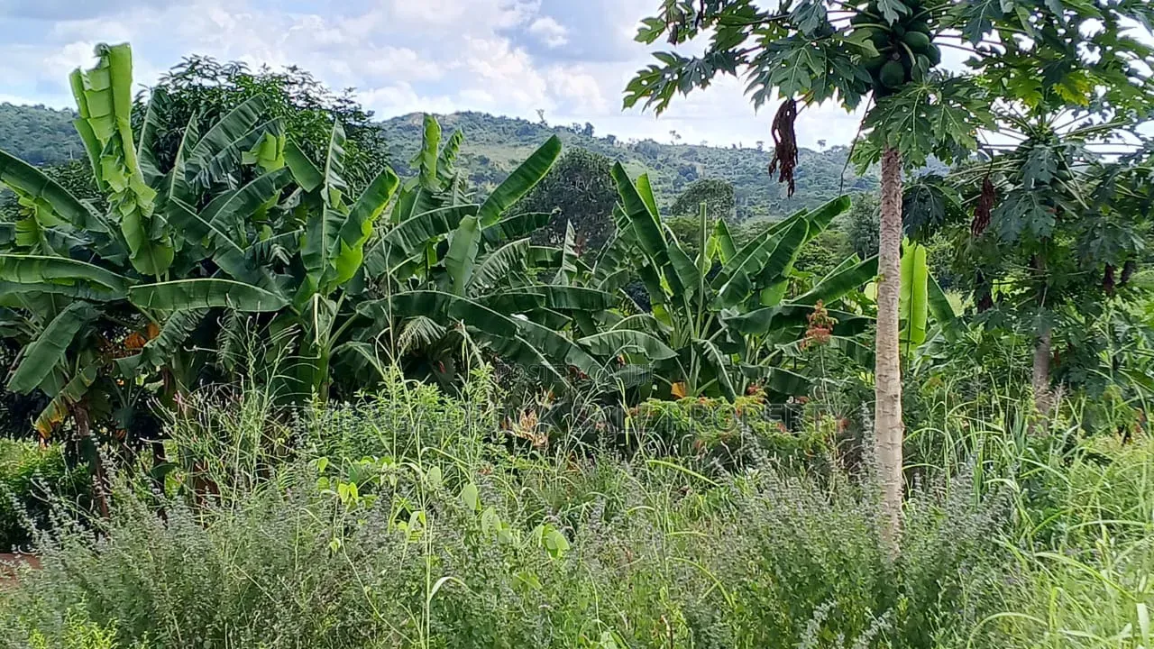Farm With 20 Acres for Sale in Chalinze Mbwewe in Chalinze