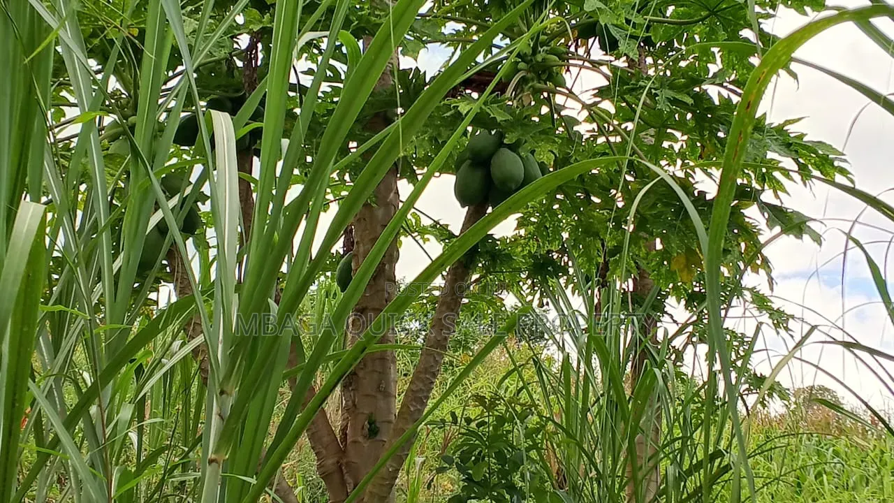 Farm With 20 Acres for Sale in Chalinze Mbwewe in Chalinze