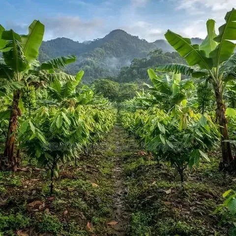 Farm for Sale at Morogoro Mlimbini in Mlimba
