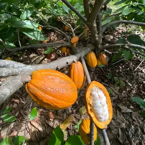 Farm for Sale at Morogoro Mlimbini in Mlimba