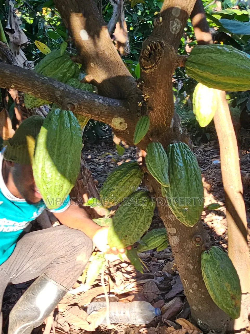 Farm for Sale at Morogoro Mlimbini in Mlimba