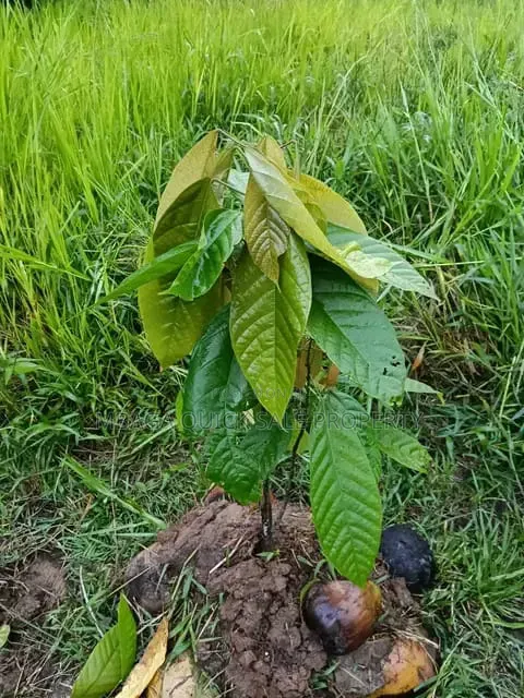Farm for Sale at Morogoro Mlimbini in Mlimba