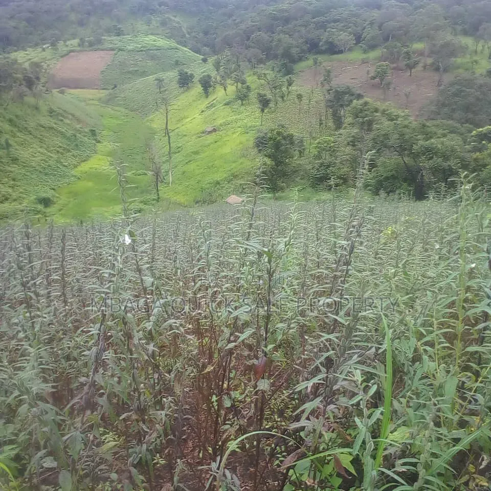 Farm for Sale at Morogoro Mlimbini in Mlimba