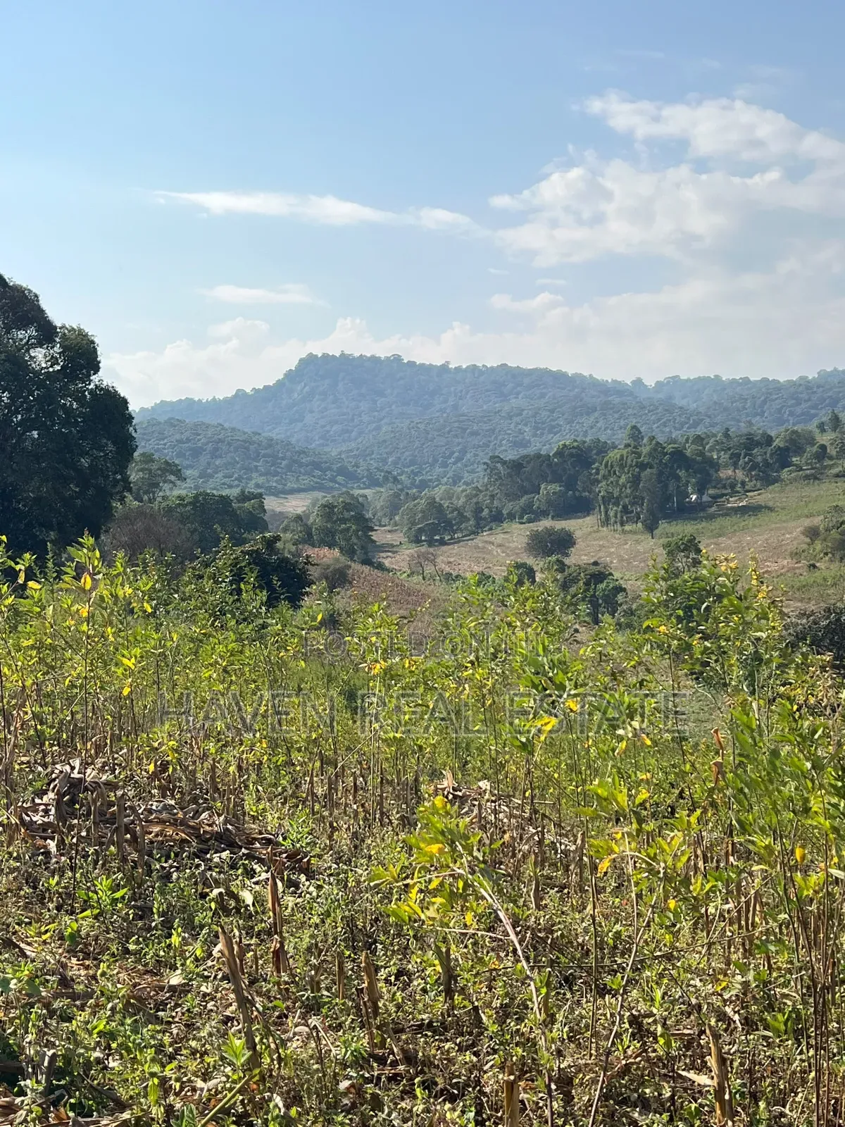 11Acres With Stunning Forest View for Sale in Rhotia-Marera, Karatu* in Central Business Area