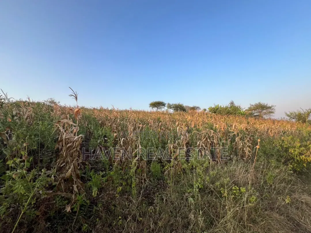 5 Acres With Lake Manyara Manyara Airport View for Sale in Karatu* in Rhotia