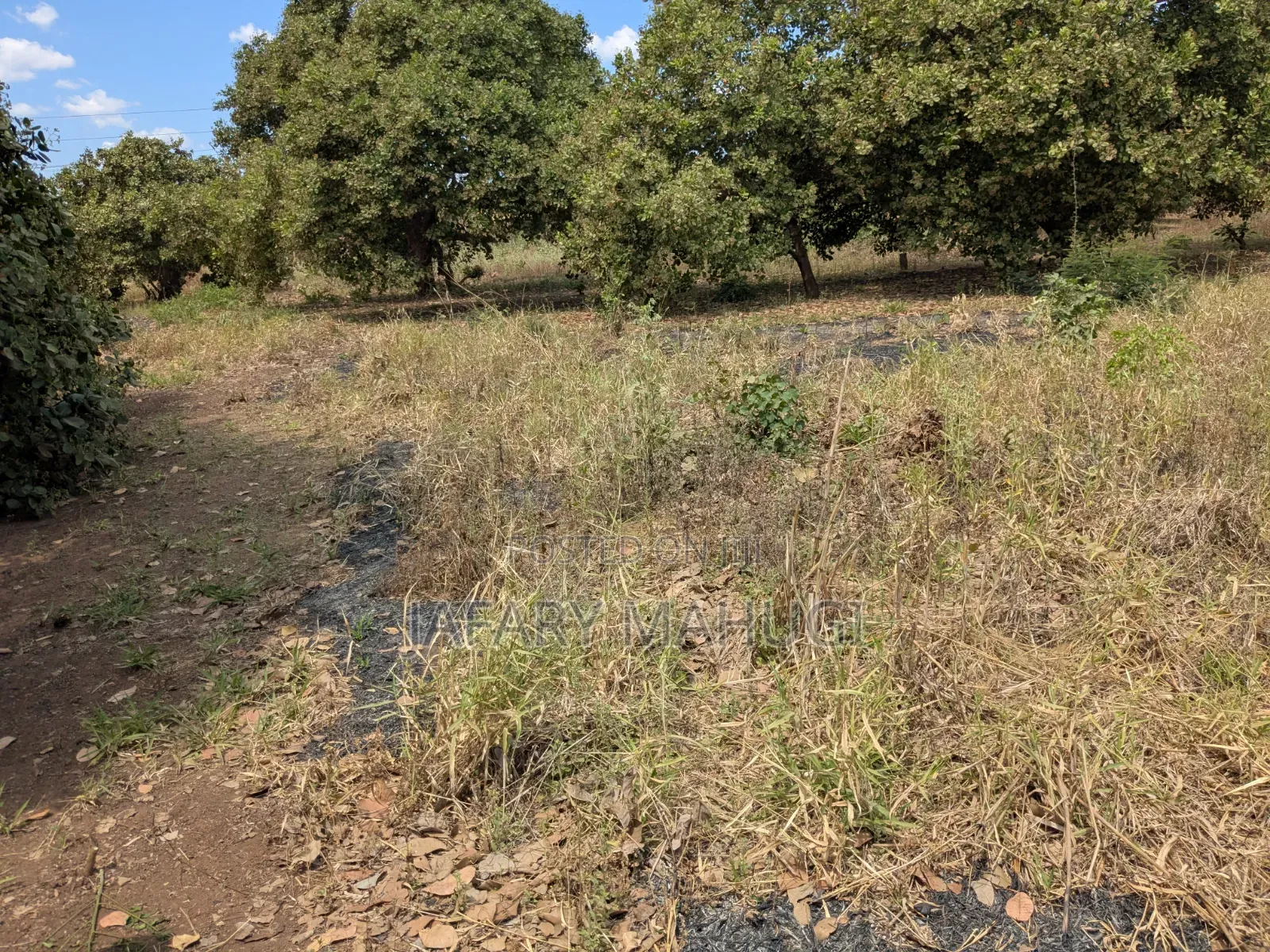 Eneo Linauzwa Ruangwa in Ruangwa