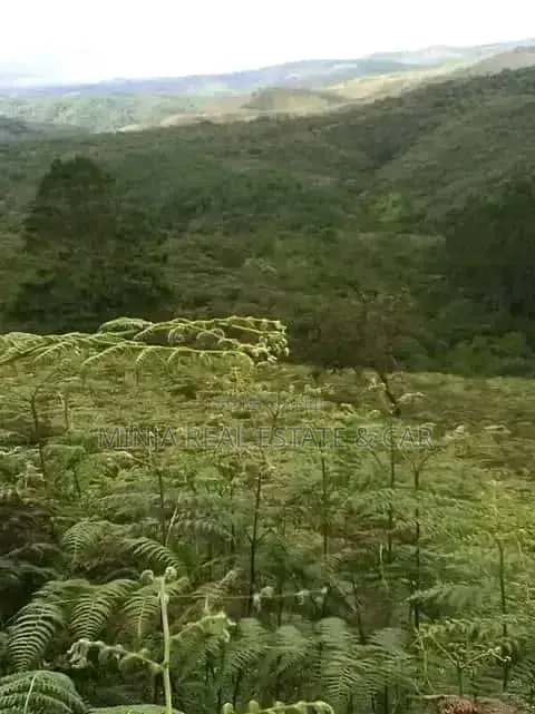 Farm for Sale Mlimba Morogoro in Mlimba
