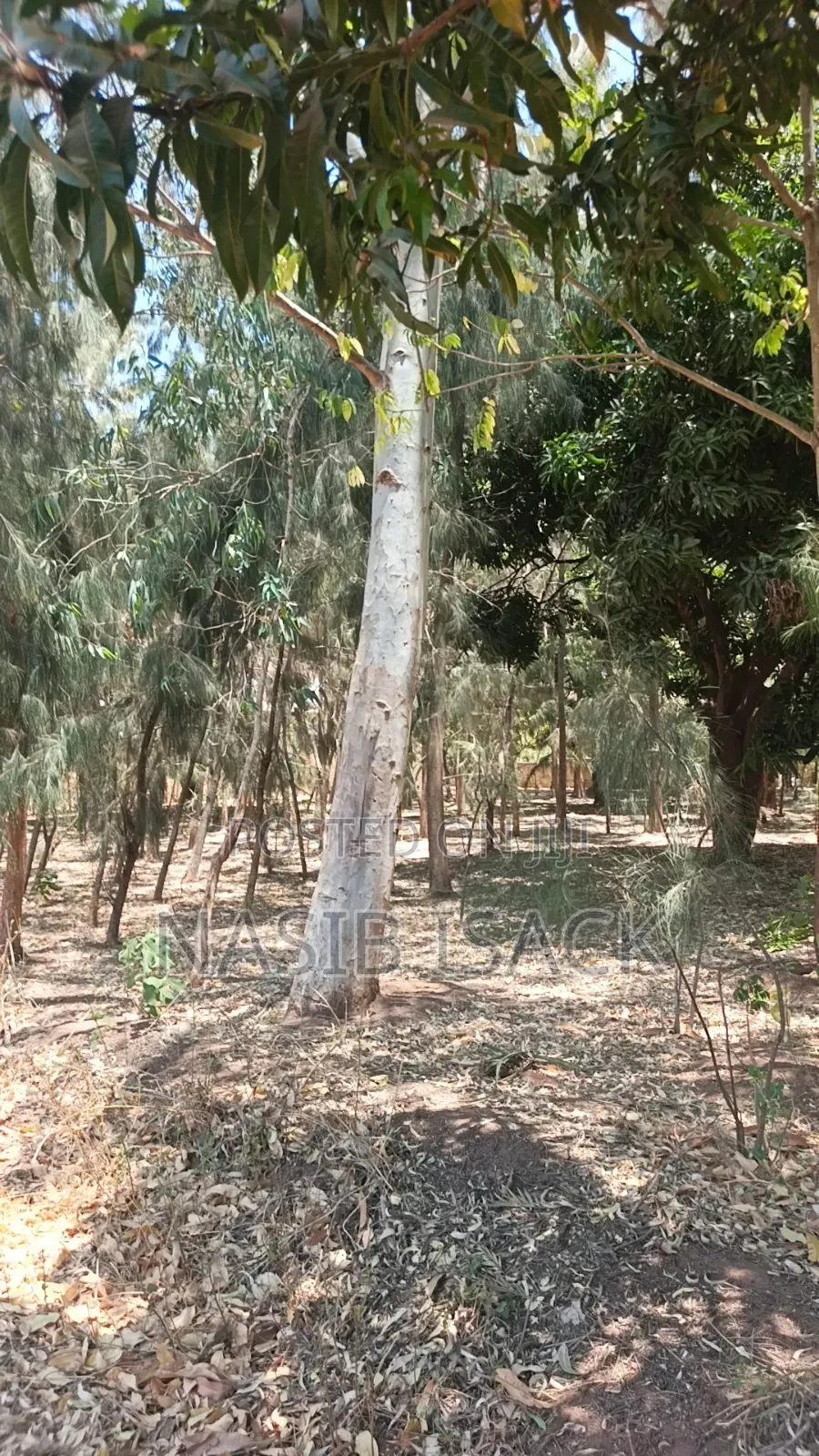 Shamba La Miti in Igoma