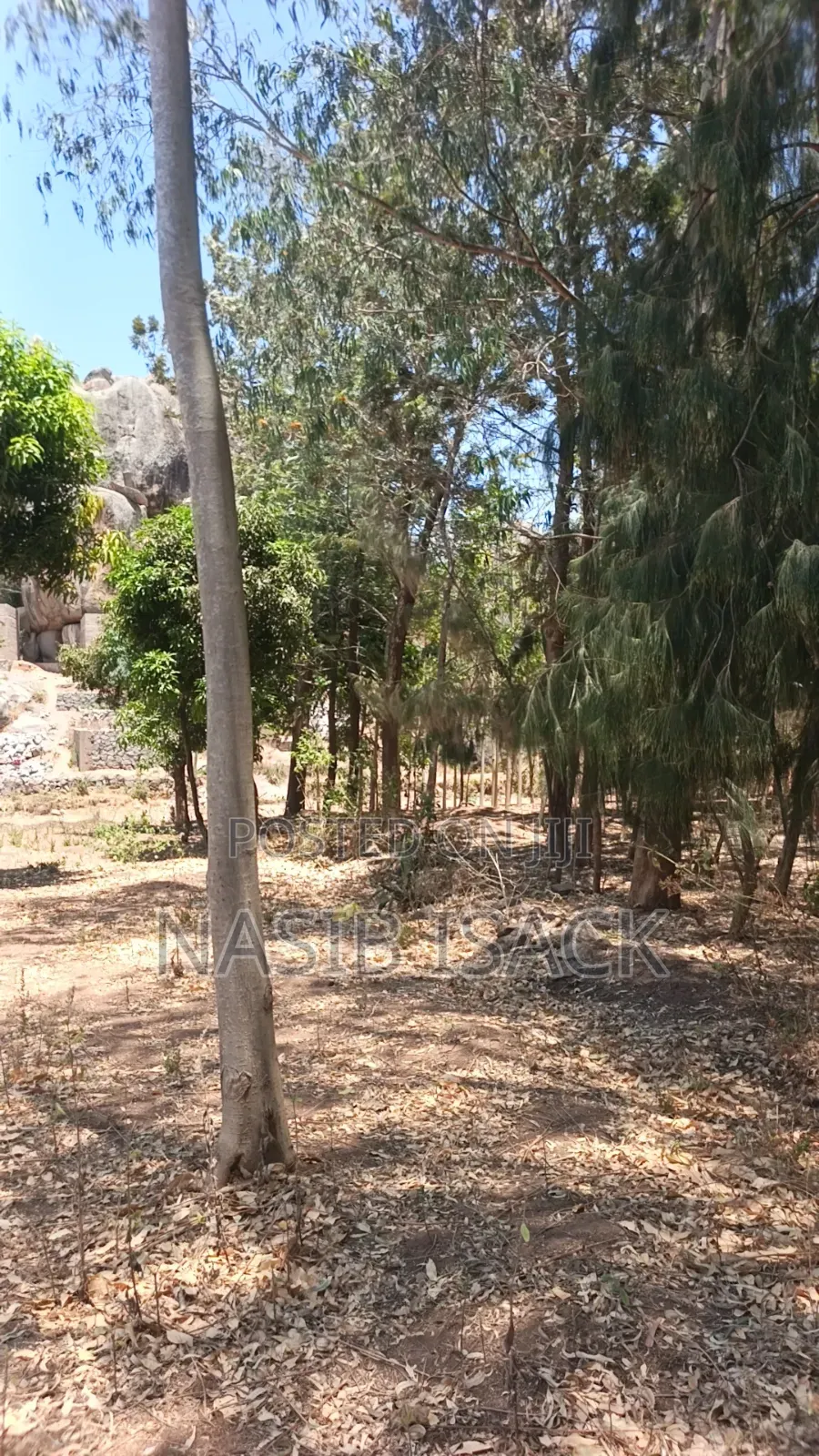 Shamba La Miti in Igoma