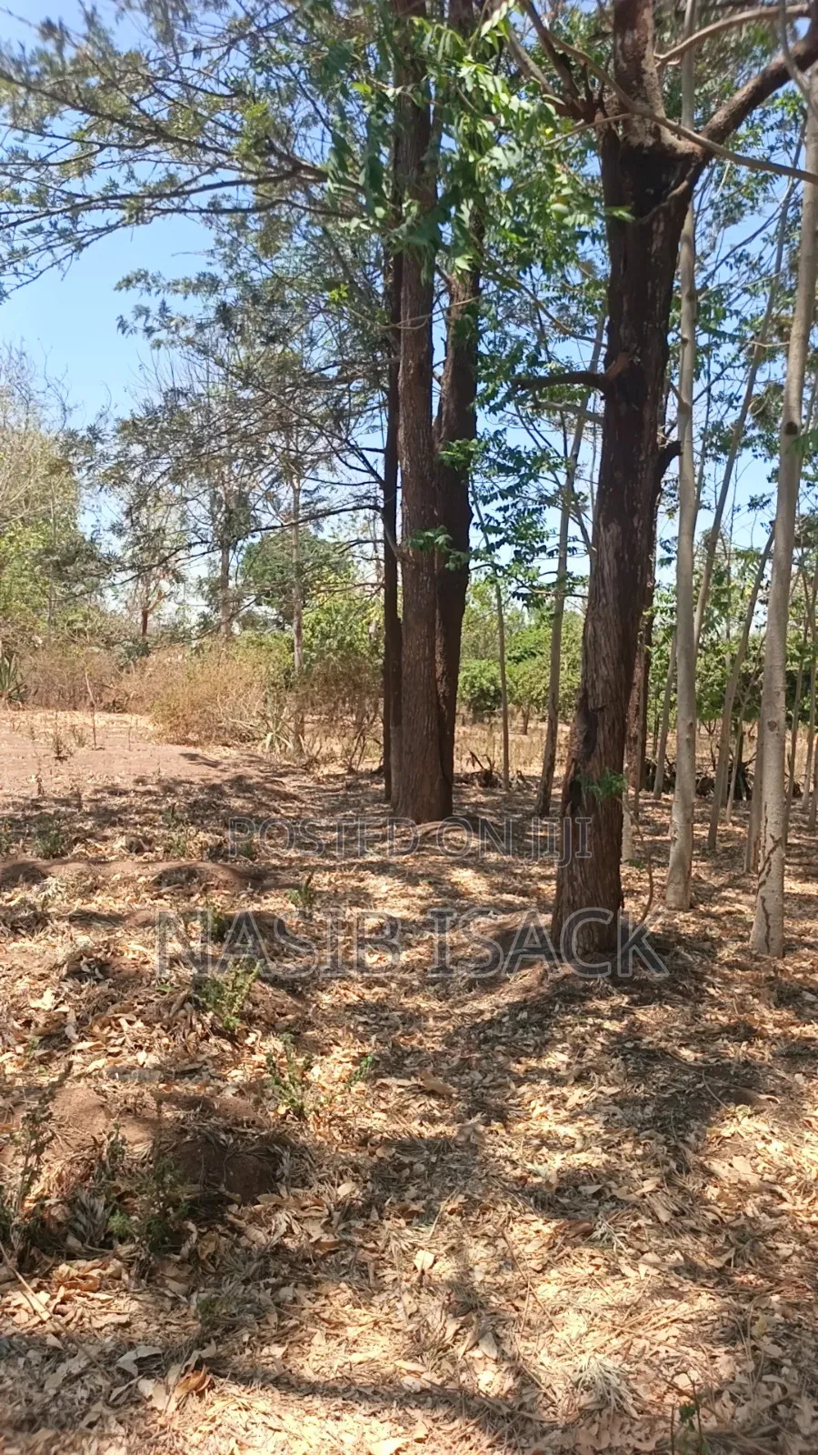 Shamba La Miti in Igoma