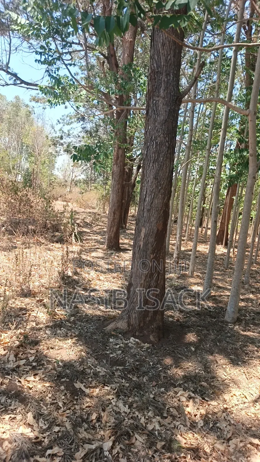 Shamba La Miti in Igoma