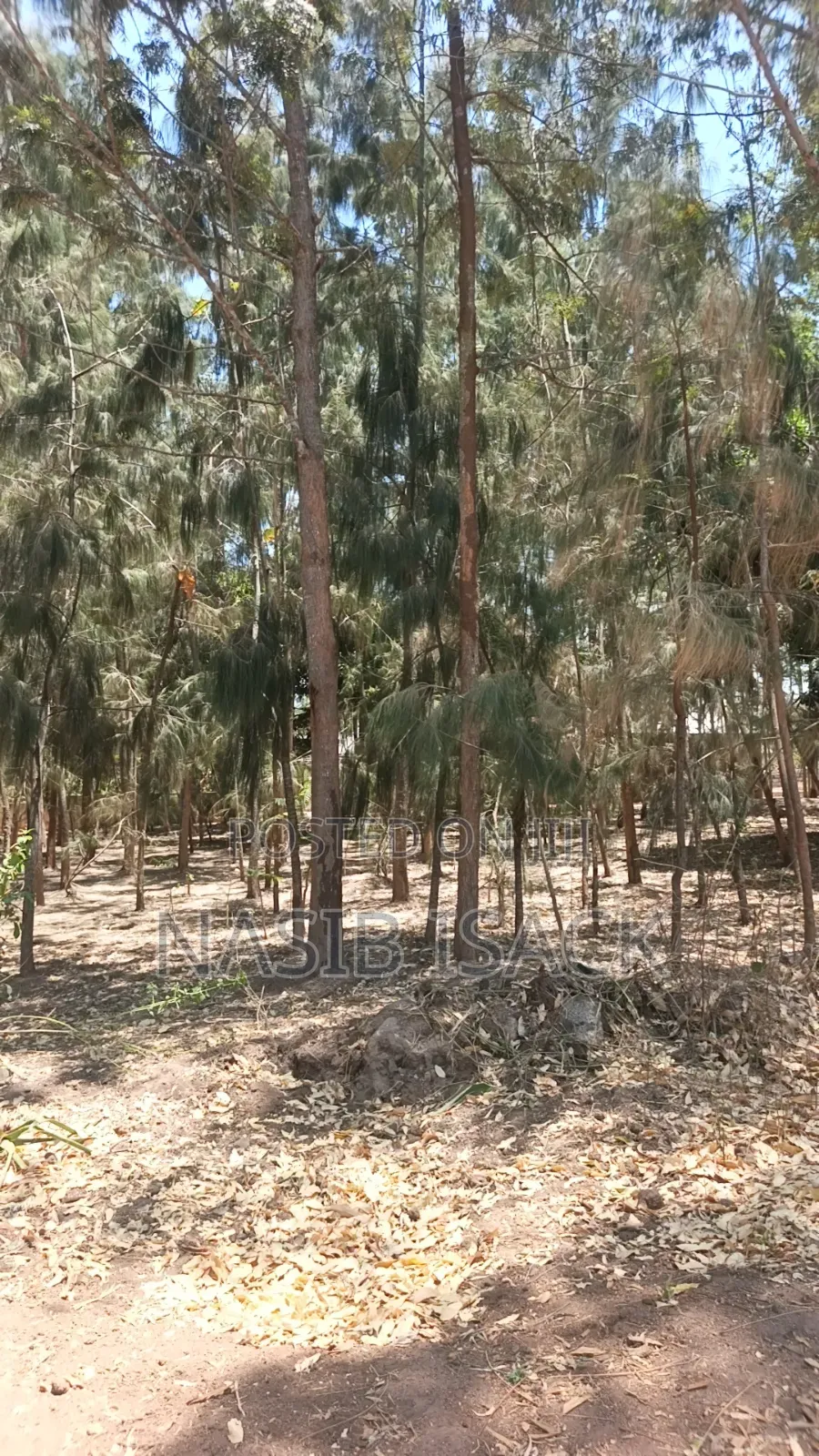 Shamba La Miti in Igoma