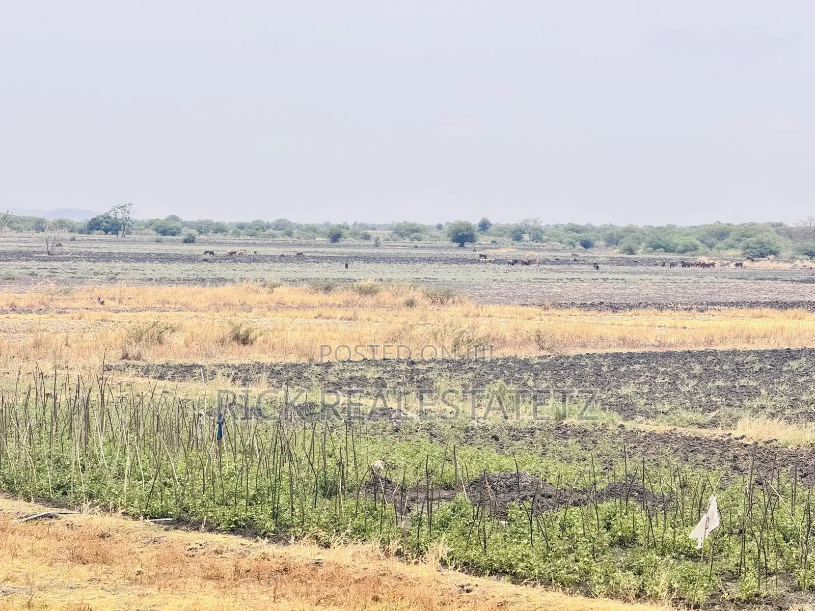 Shamba La Kilimo Linauzwa Magu in Magu Mjini
