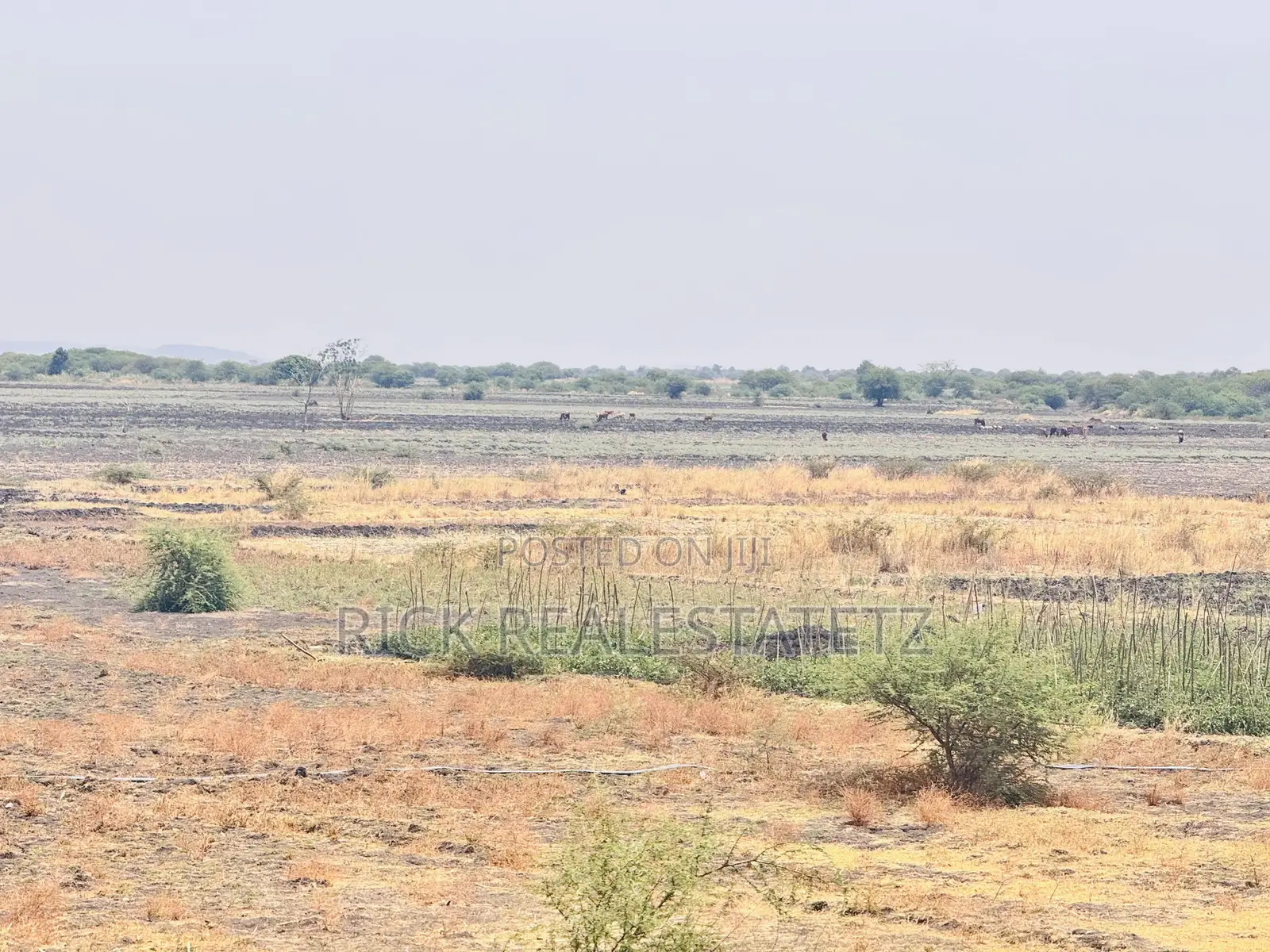 Shamba La Kilimo Linauzwa Magu in Magu Mjini